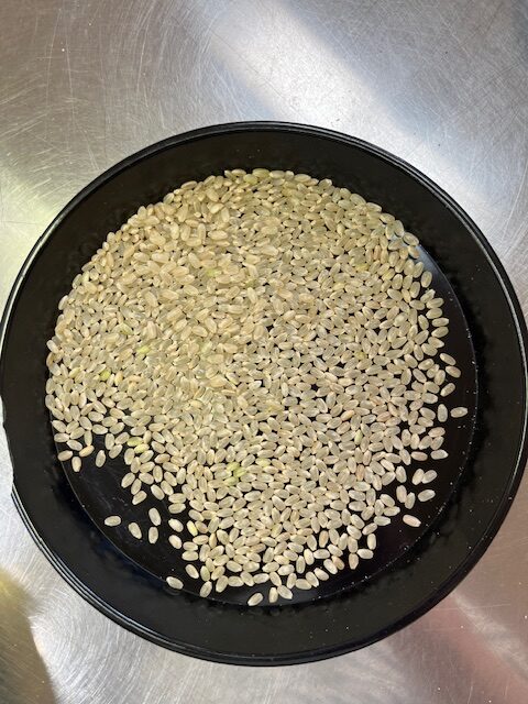 米王金子隆さんコシヒカリ